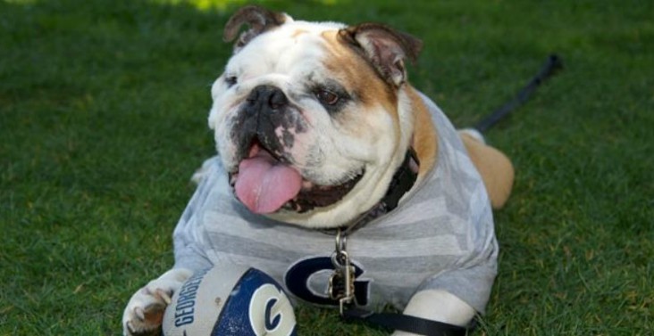 Advantages and Disadvantages of Using Real Animal Mascots in Sporting