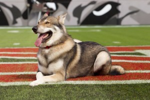 Tuffy the Wolf of North Carolina State football Team - MascotPassion